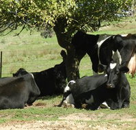 Willy's Holiday House - Tourism Noosa