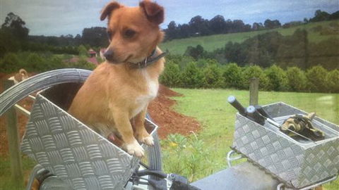 Farm Accommodation - Tourism Noosa 1