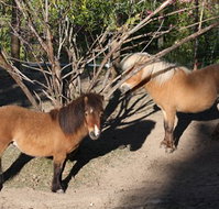 Cloud End Farmstay - Tourism Noosa