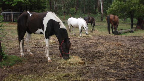 Buller Basecamp Retreat - Tourism Noosa 4