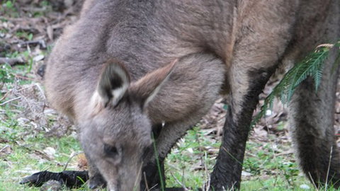 Venus Bay Eco Retreat - Tourism Noosa 7