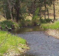 Murphy's Cabin - Tourism Noosa
