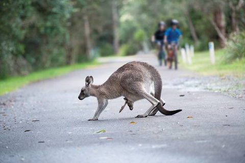 Myall Shores Holiday Park - Tourism Noosa 11