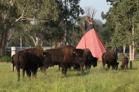 Aranyani Bison Adventure Tourist Park - Tourism Noosa 6