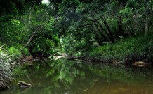 Aranyani Bison Adventure Tourist Park - Tourism Noosa 3
