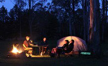 Aranyani Bison Adventure Tourist Park - Tourism Noosa 2