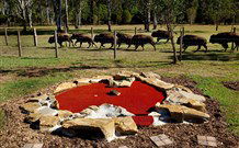 Aranyani Bison Adventure Tourist Park - Tourism Noosa 5