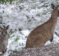 Barokee campground - Tourism Noosa