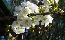 Coolah Caravan Park - Tourism Noosa 0