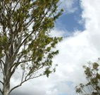 Glen Villa Resort and Tourist Park Casino - Tourism Noosa