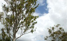 Glen Villa Resort And Tourist Park Casino - Tourism Noosa 0