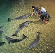 Tangalooma Wild Dolphin Resort - Tourism Noosa