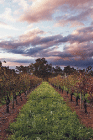 Lamonts Winery Restaurant  Gallery - Tourism Noosa