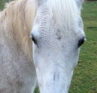 Eaglewood B and B and Farmstay - Tourism Noosa