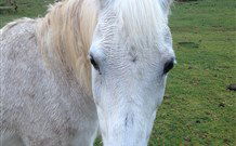 Eaglewood B And B And Farmstay - Tourism Noosa 0