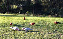 Eaglewood B And B And Farmstay - Tourism Noosa 3