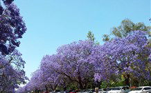 Andavine House Bed And Breakfast - Tourism Noosa 5