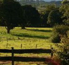 Pines on the Plateau - Tourism Noosa