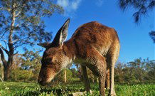 Mount Seaview Resort - Tourism Noosa 4