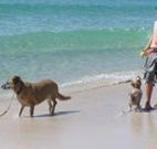 A Paradise Bungalow Waterfront - Tourism Noosa