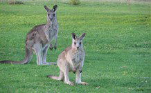 Leslie Cottage - Tourism Noosa 6