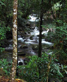 Daintree Secrets Waterfall Sanctuary - Tourism Noosa 1