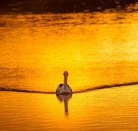 River Shack Rentals - Living the Dream - Tourism Noosa