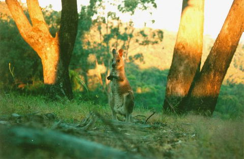 Kingbilli - Tourism Noosa 7