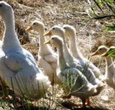Duck Duck Goose Bed and Breakfast - Tourism Noosa