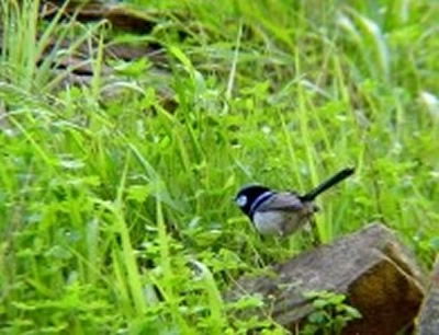 Hectorville SA Tourism Noosa