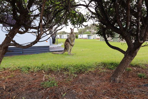 Anglesea Family Caravan Park - Tourism Noosa 3