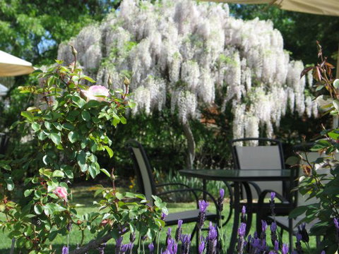 Golden Chain Wine Village Motor Inn - Tourism Noosa 5