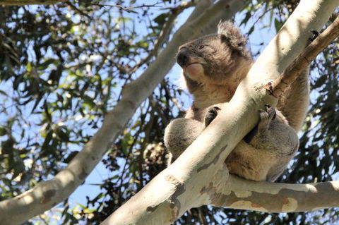 Harmony At Tower Hill - Tourism Noosa 7