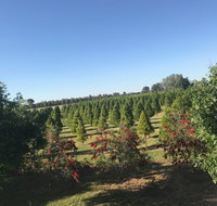 Rutherglen Christmas Trees Farm Stay - Tourism Noosa