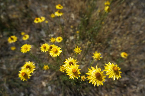 Highfield Farm And Woodland Bush Campsites - Tourism Noosa 3