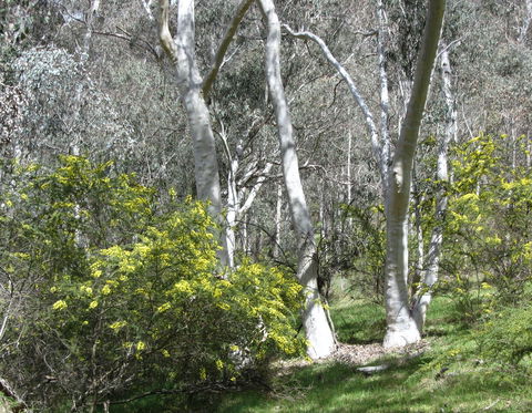 Highfield Farm And Woodland Bush Campsites - Tourism Noosa 4