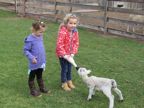 Narnu  Farm (Farm Stay/ School Camp) - Tourism Noosa 4