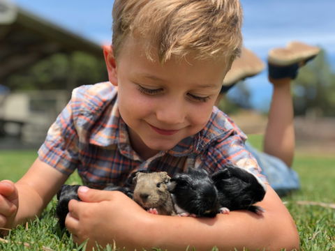 Narnu  Farm (Farm Stay/ School Camp) - Tourism Noosa 5