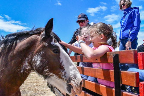 Narnu  Farm (Farm Stay/ School Camp) - Tourism Noosa 6
