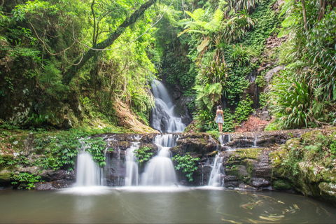 O'Reilly's Rainforest Retreat - Tourism Noosa 0