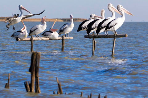 Pelican Perch Retreat - Tourism Noosa 0