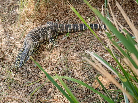 Bungarie Bay Campground - Tourism Noosa 6