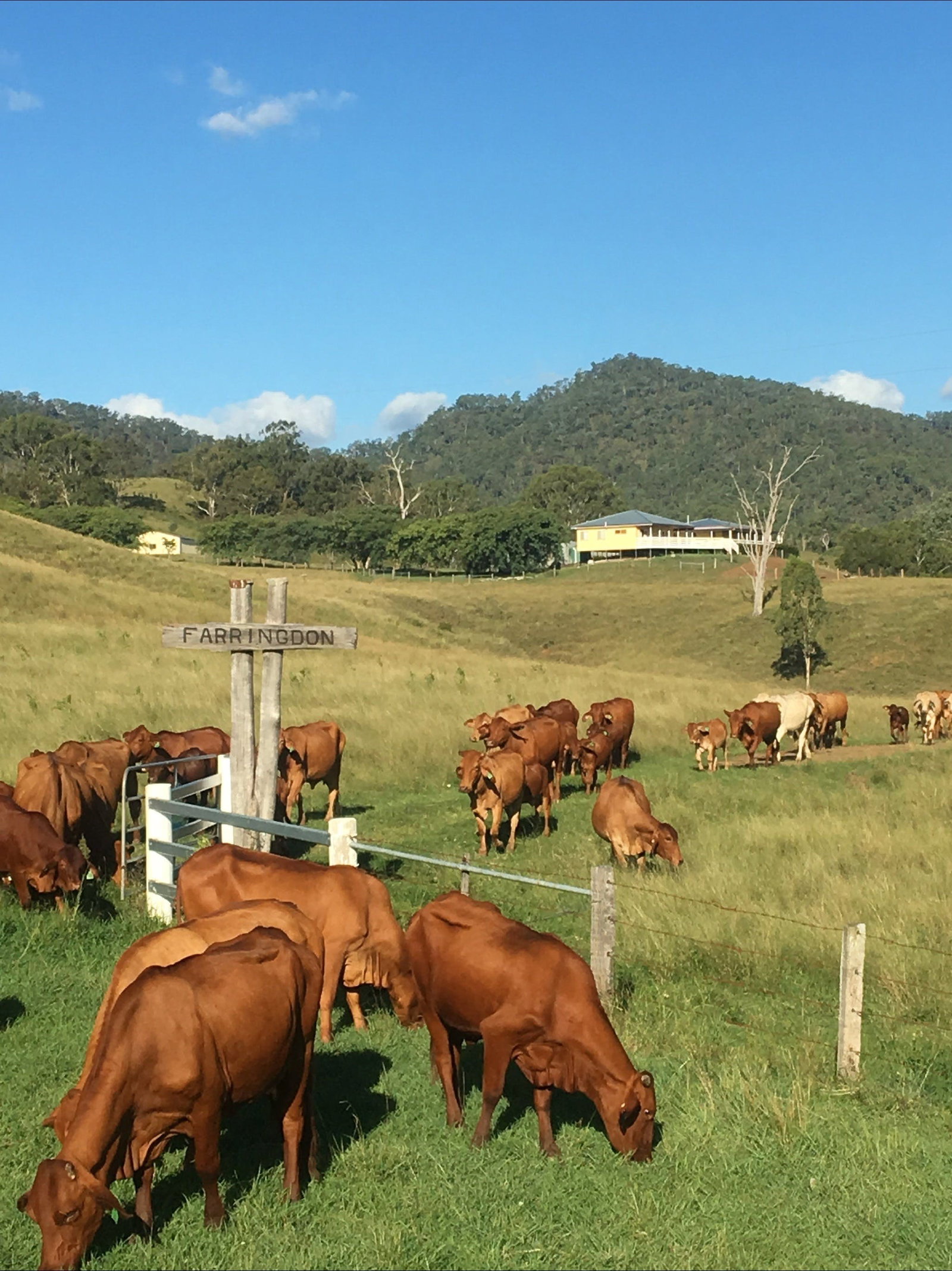 Tabooba QLD Tourism Noosa