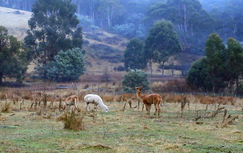 Hamlet Downs Country Accommodation - Tourism Noosa 1