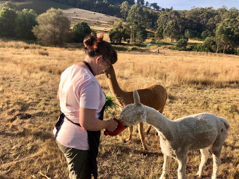 Hamlet Downs Country Accommodation - Tourism Noosa 6