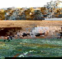 Lone Pine Homestead - Tourism Noosa