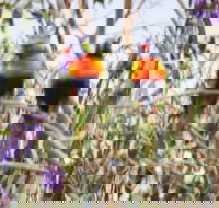 Twilight Grove Farm Bed and Breakfast - Tourism Noosa