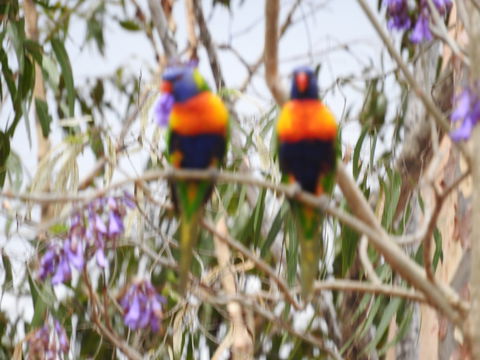 Twilight Grove Farm Bed And Breakfast - Tourism Noosa 0