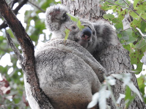 Twilight Grove Farm Bed And Breakfast - Tourism Noosa 1