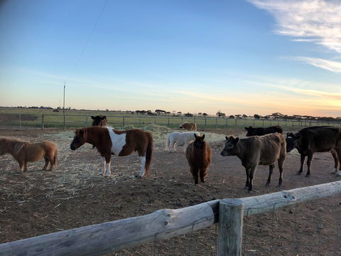 Tarnasey Farm - Bump's Barn - Tourism Noosa 1